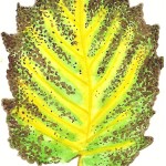 leaf 2 20120001