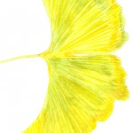 leaf 3 20120001